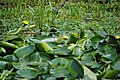 Lillies at the swamp