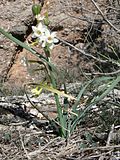 Blüten von Narcissus dubius