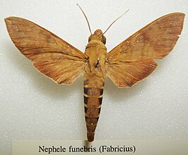 Nephele funebris