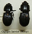 Ogyges laevior