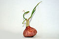 Alternate A growing onion on a white background. Notice the depression in the bulb, caused by emptiness resulting from the respiration of glucose stored which releases energy for the growth process.