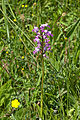 Helmknabenkraut (Orchis militaris)