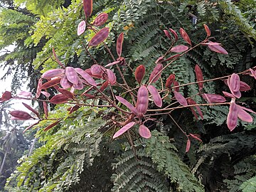 Ripening fruit