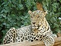 Fars leoparı