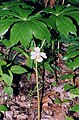 Podophyllum peltatum