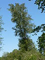 Westliche Balsam-Pappel, 2006