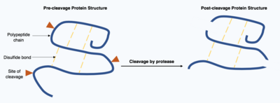 Two polypeptide chain, one chain is intact with three arrows indicating sites of protease cleavage on the chain and intermolecular disulphide bonds. The second chain is in three pieces connected by disulphide bonds.