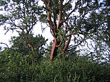 Pacific Madrone (Arbutus menziesii)