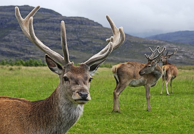 Red deer