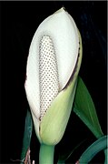 Spadix with spathe