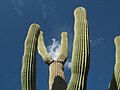 Spitze eines Säulenkaktus, Saguaro National Park (2004)