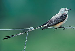 Ollósfarkú tirannusz (Tyrannus forficatus)