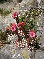 Sempervivum arachnoideum