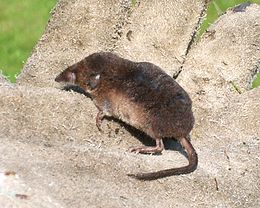 Erdei cickány (Sorex araneus)