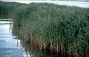 Smooth cordgrass (Spartina alterniflora), an Obligate Wetland (OBL) species in a salt marsh.