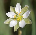 detail of the blossom, Photo by Kristian Peters