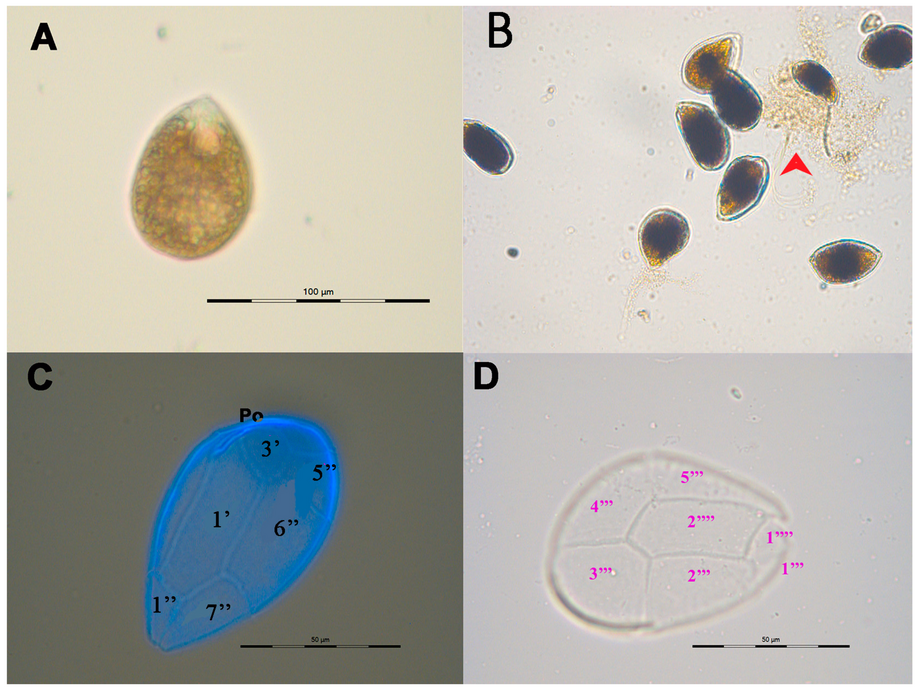 Vegetative Zellen von O. sp. 9 OSCM17, LM%-Aufnahmen (A,B) und Schemazeichnungen[19]