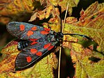 Zygaena angelicae – Oberseite