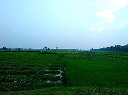 Fields in Zakiganj