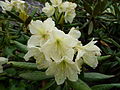 Rhododendron caucasicum in Zapovednik Noord-Ossetië.