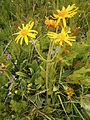 Arnica montana