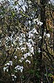 Bauhinia variegata