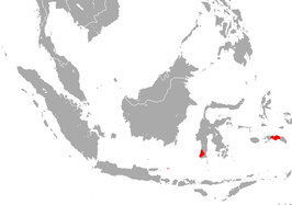 Hipposideros macrobullatus