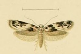 Blastobasis helleri