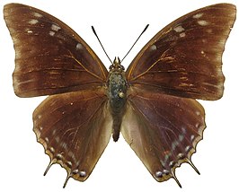 Charaxes viola