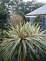 Cordyline australis cv.