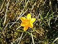 Crocus ancyrensis