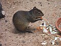 black-rumped agouti