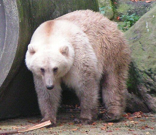 A hybrid of the polar and grizzly bear