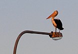 Roosting pelicans are a visual feature of the bridge