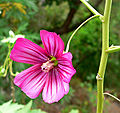 Lavatera assurgentiflora