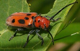 Tetraopes tetrophthalmus