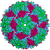 Diagram of the bacteriophage MS2 capsid