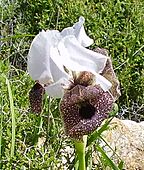 flower from Israel - Iris Bismarkia