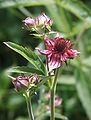 Sumpf-Blutauge (Potentilla palustris)