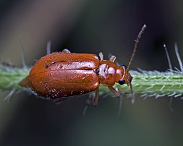 Aulacophora foveicollis