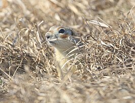 Spermophilus erythrogenys