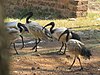 Four African sacred ibis' standing and walking.