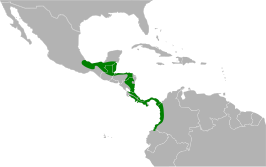 Massena's trogon