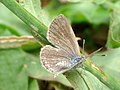 Female, Upperside