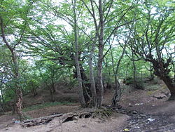 A sacred spring, a cultural heritage object near the selo of Darvag in Tabasaransky District