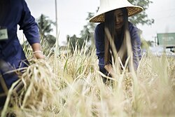 Farmers harvest rice at Nong Suea