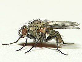 Anthomyia liturata