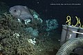 A barrelfish seen on a deep-sea lophelia coral reef.