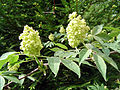 Trosvlier Sambucus racemosa