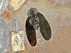 Fransa'daki Karbonifer Dönemi'nden kalma kayaçlarda bulunmuş blattoid bir hamam böceği